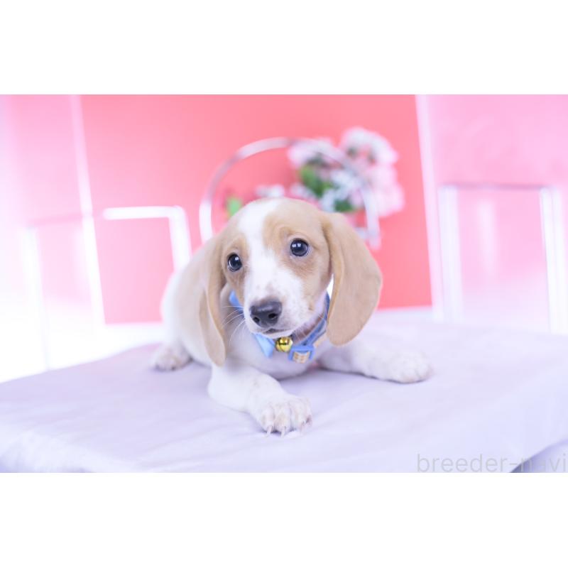 販売中の愛知県のカニンヘンダックスフンド(スムースヘアード)-432051の15枚目