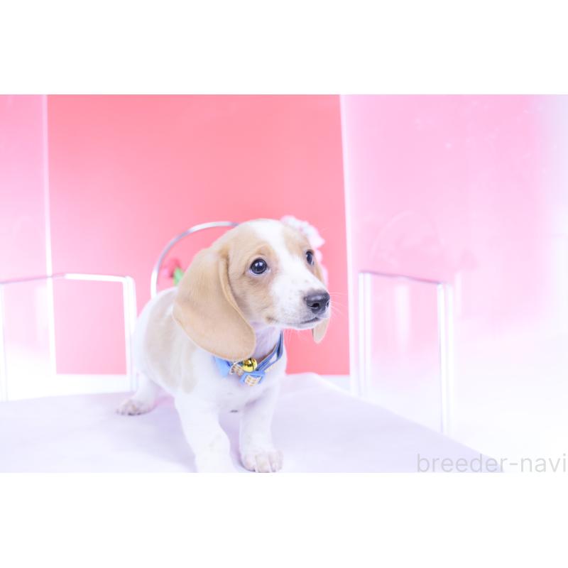 販売中の愛知県のカニンヘンダックスフンド(スムースヘアード)-432051の13枚目