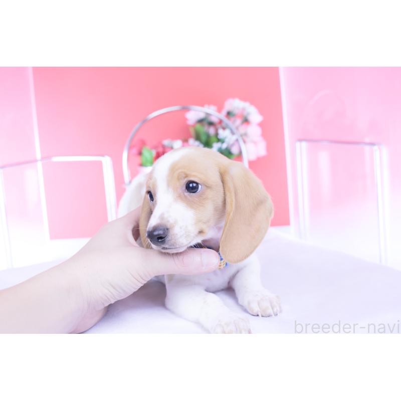 販売中の愛知県のカニンヘンダックスフンド(スムースヘアード)-432051の12枚目