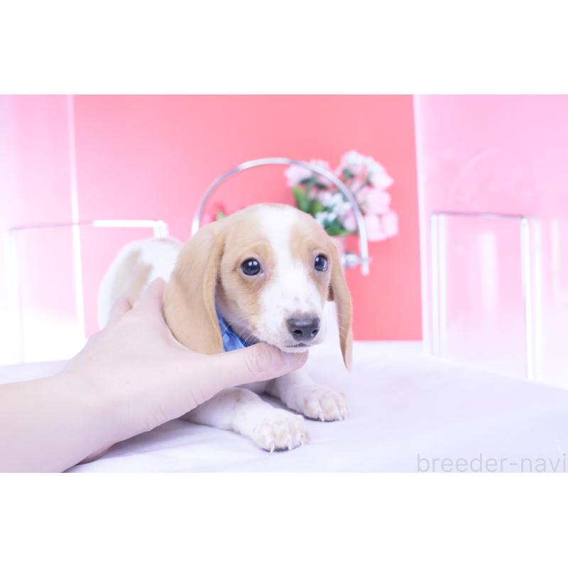 販売中の愛知県のカニンヘンダックスフンド(スムースヘアード)-432051の11枚目