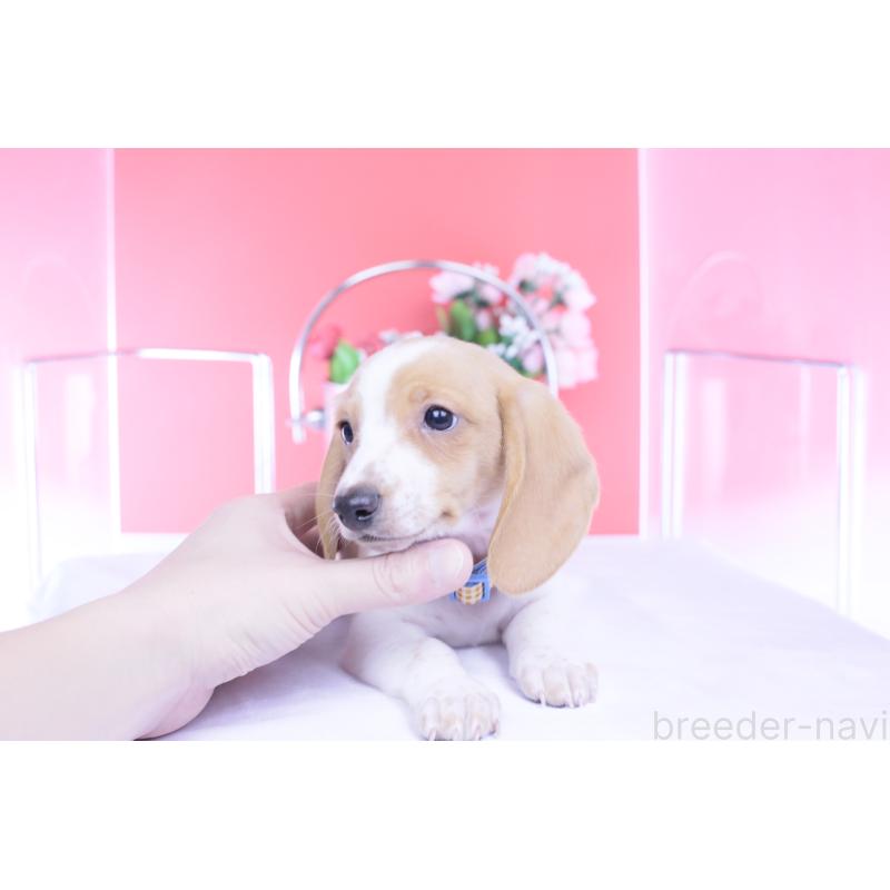 販売中の愛知県のカニンヘンダックスフンド(スムースヘアード)-432051の10枚目