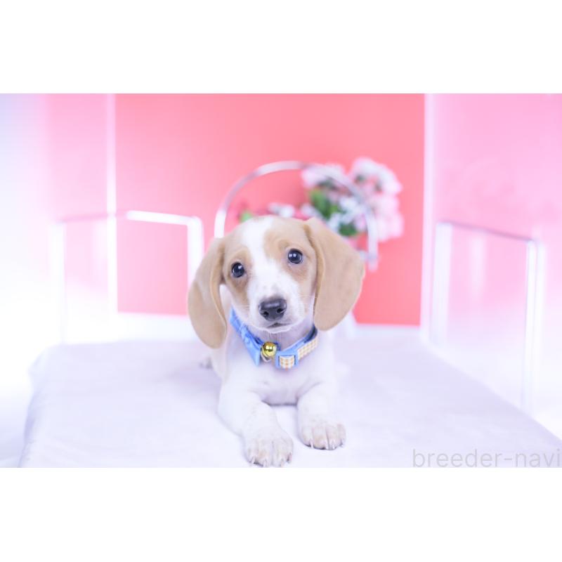 販売中の愛知県のカニンヘンダックスフンド(スムースヘアード)-432051の9枚目