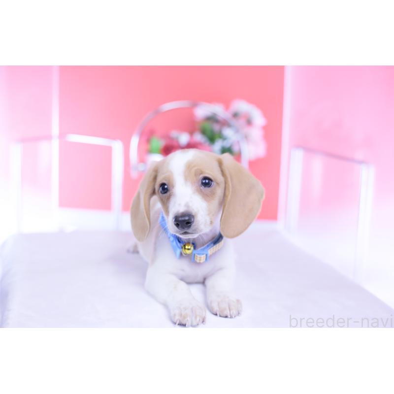 販売中の愛知県のカニンヘンダックスフンド(スムースヘアード)-432051の8枚目