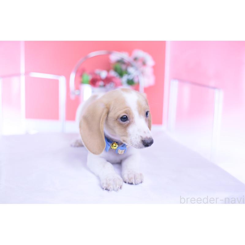 販売中の愛知県のカニンヘンダックスフンド(スムースヘアード)-432051の7枚目