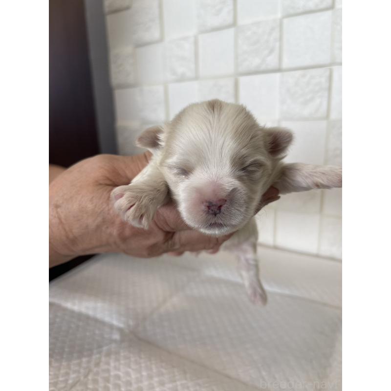 販売中の群馬県のマルシーズー:マルチーズ×シーズー-438445の1枚目