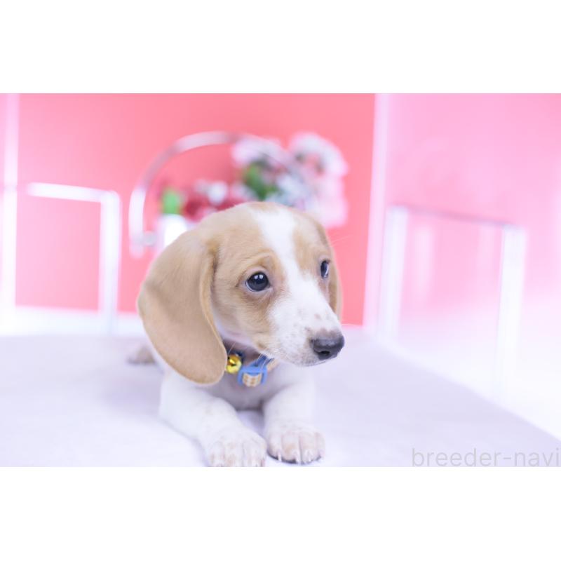 販売中の愛知県のカニンヘンダックスフンド(スムースヘアード)-432051の6枚目