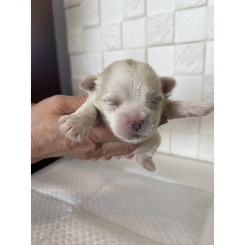 販売中の群馬県のマルシーズー:マルチーズ×シーズー-438445の10枚目