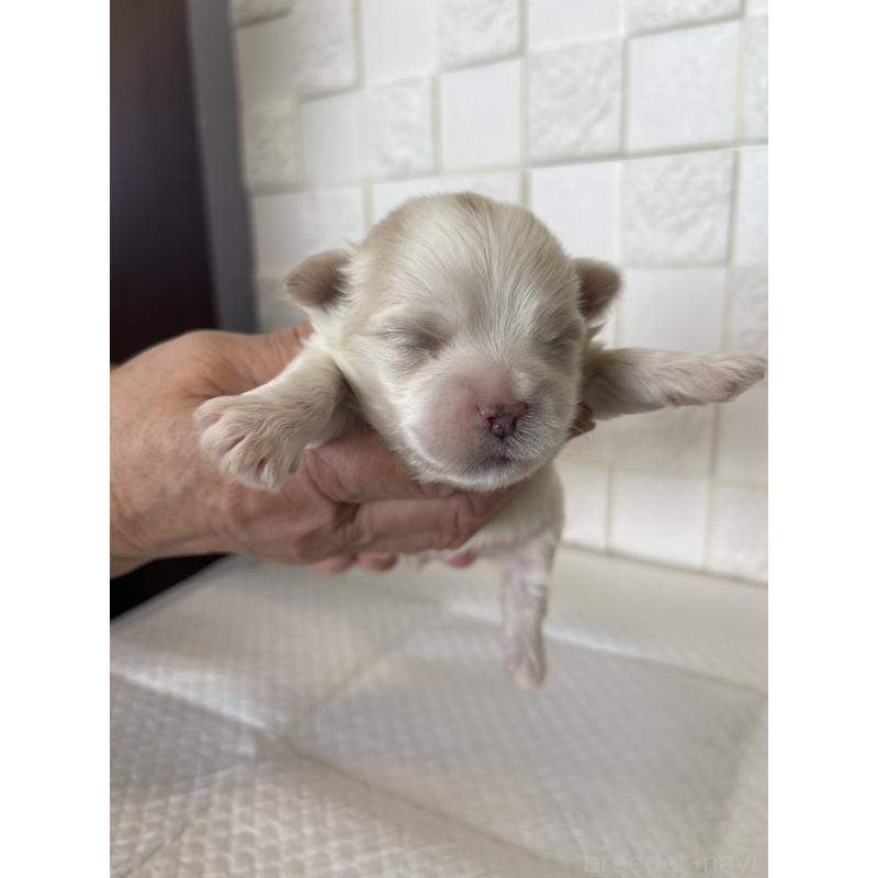 販売中の群馬県のマルシーズー:マルチーズ×シーズー-438445の9枚目