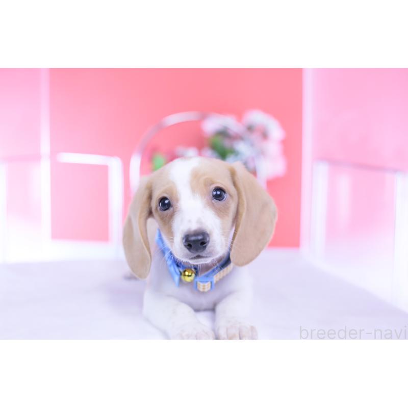 販売中の愛知県のカニンヘンダックスフンド(スムースヘアード)-432051の5枚目