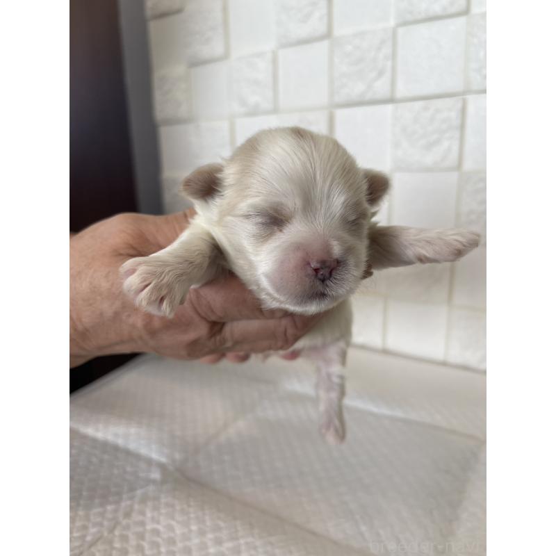 販売中の群馬県のマルシーズー:マルチーズ×シーズー-438445の8枚目