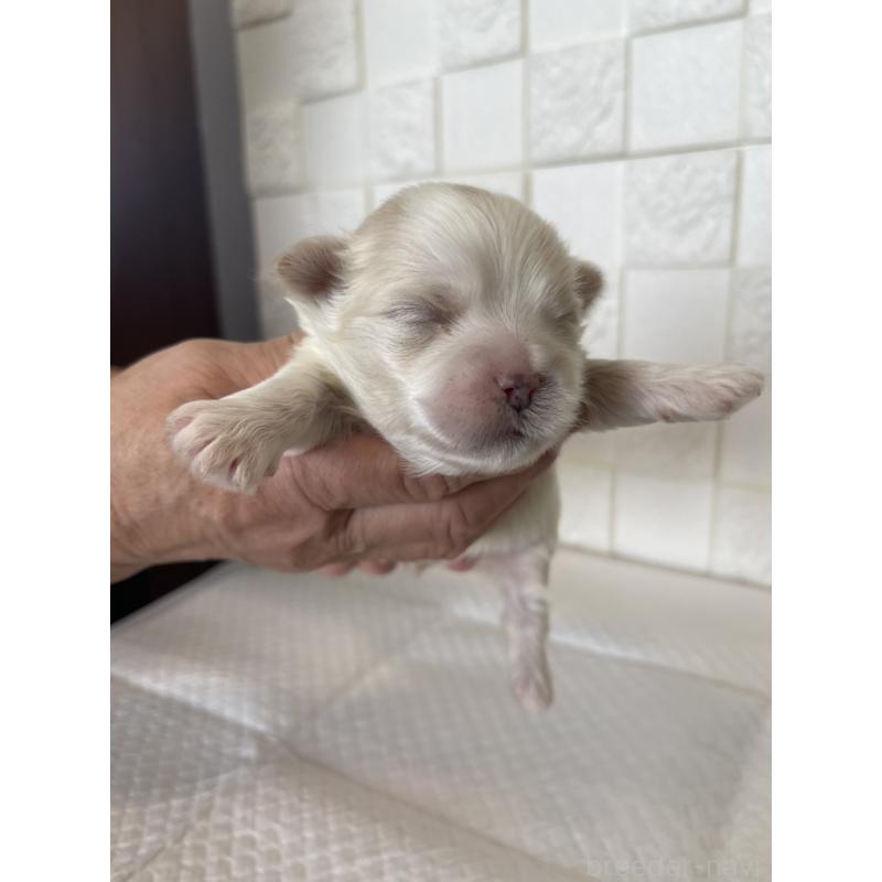 販売中の群馬県のマルシーズー:マルチーズ×シーズー-438445の6枚目