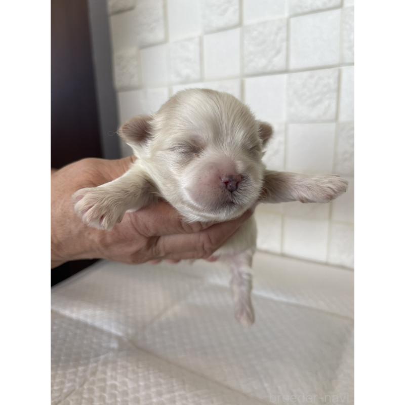 販売中の群馬県のマルシーズー:マルチーズ×シーズー-438445の7枚目