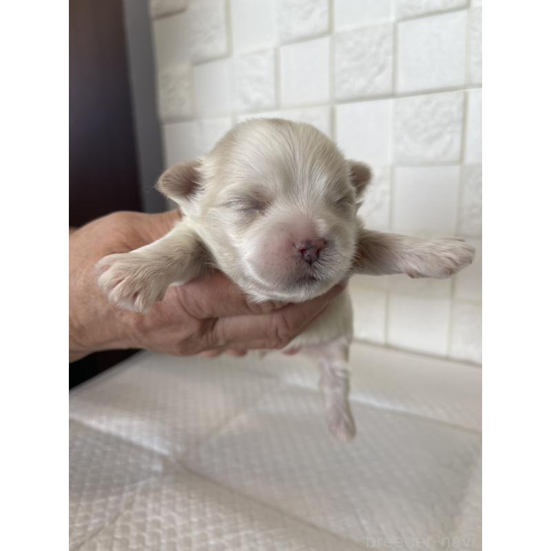 販売中の群馬県のマルシーズー:マルチーズ×シーズー-438445の5枚目