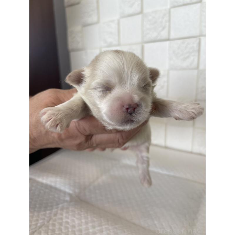 販売中の群馬県のマルシーズー:マルチーズ×シーズー-438445の4枚目