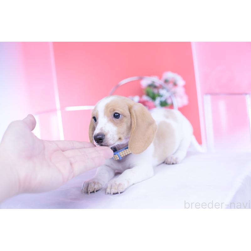 販売中の愛知県のカニンヘンダックスフンド(スムースヘアード)-432051の3枚目