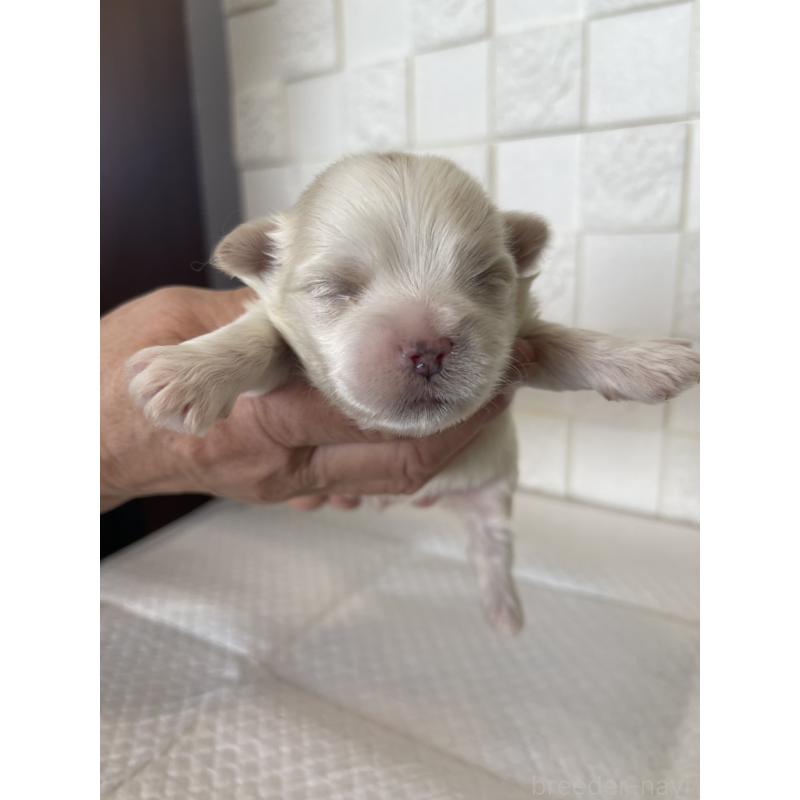 販売中の群馬県のマルシーズー:マルチーズ×シーズー-438445の3枚目