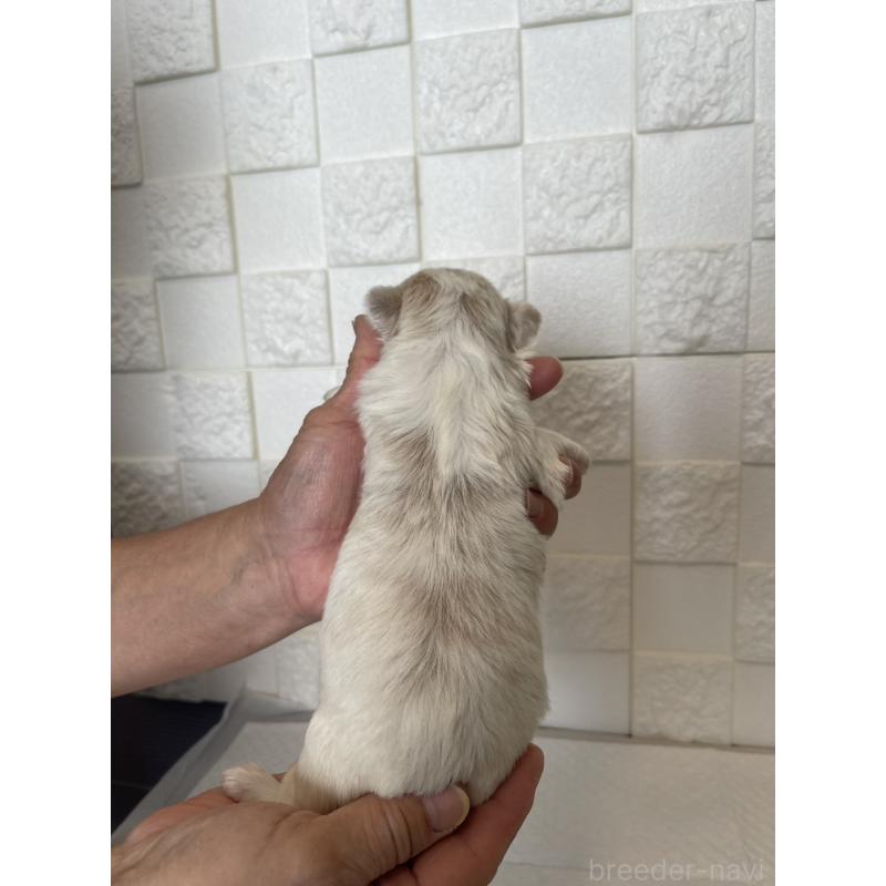 販売中の群馬県のマルシーズー:マルチーズ×シーズー-438445の2枚目