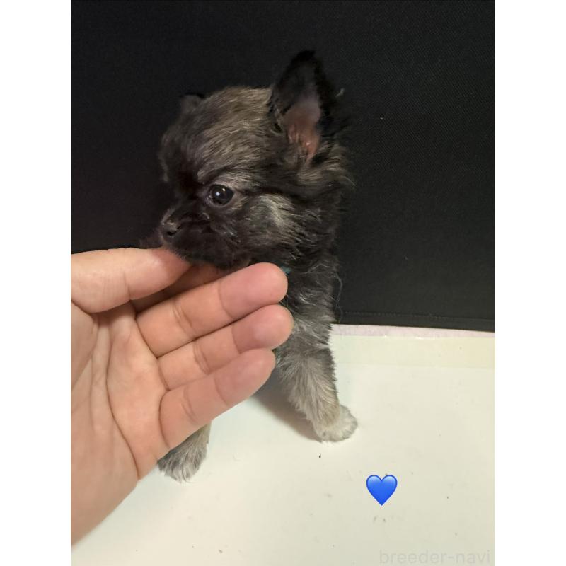 成約済の愛知県のチワワ(ロングコート)-436858の9枚目