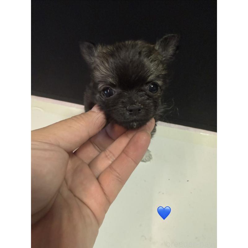 販売中の愛知県のチワワ(ロングコート)-436858