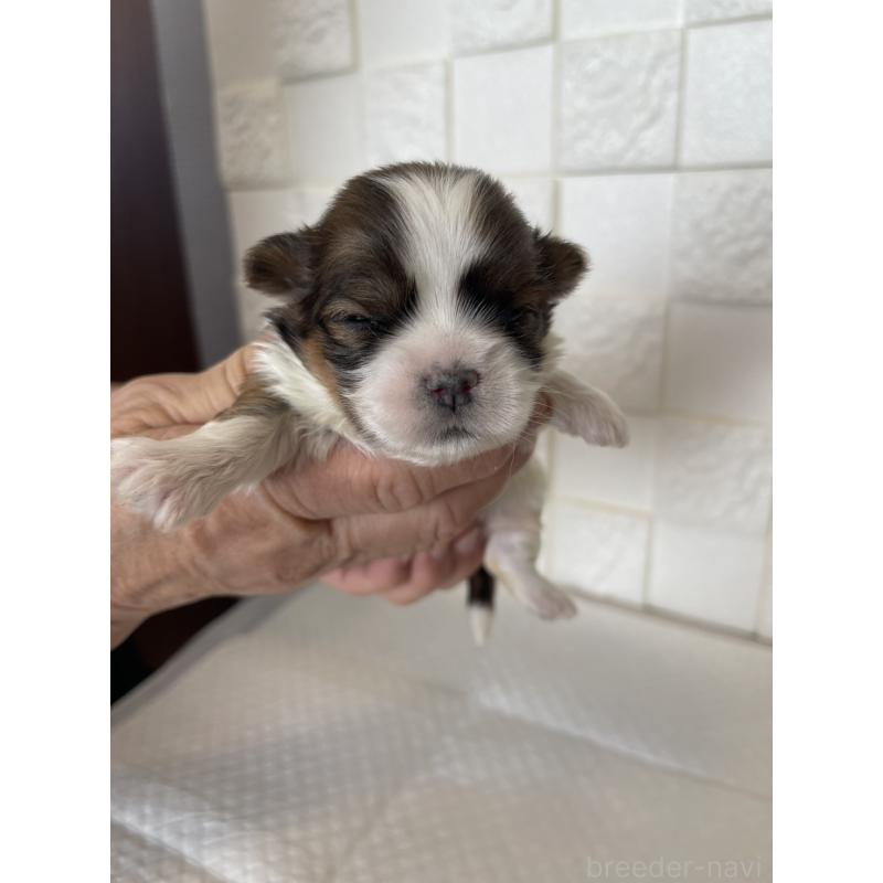 販売中の群馬県のマルシーズー:マルチーズ×シーズー-438447