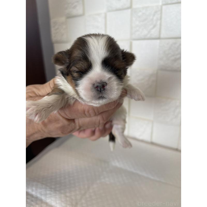 販売中の群馬県のマルシーズー:マルチーズ×シーズー-438447の9枚目