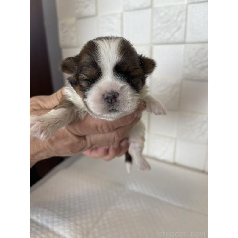 販売中の群馬県のマルシーズー:マルチーズ×シーズー-438447の8枚目