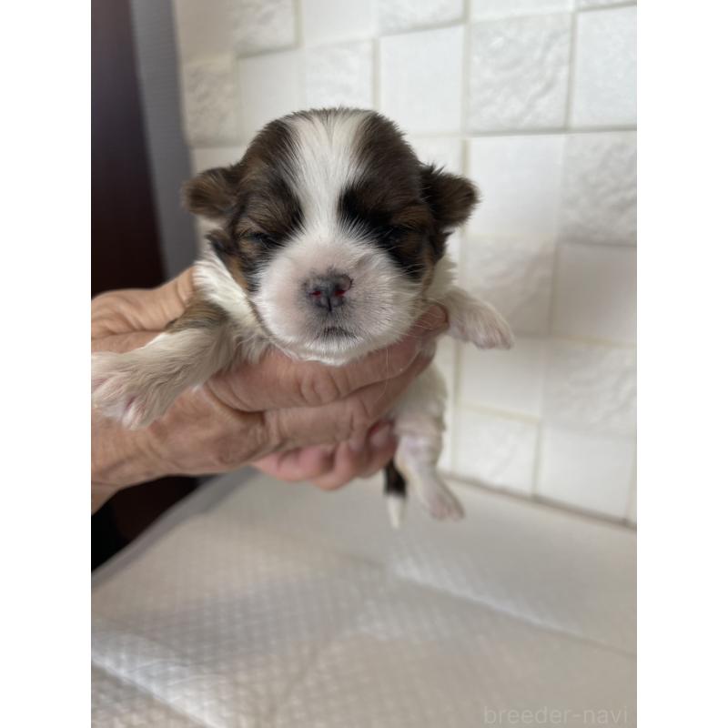 販売中の群馬県のマルシーズー:マルチーズ×シーズー-438447の7枚目