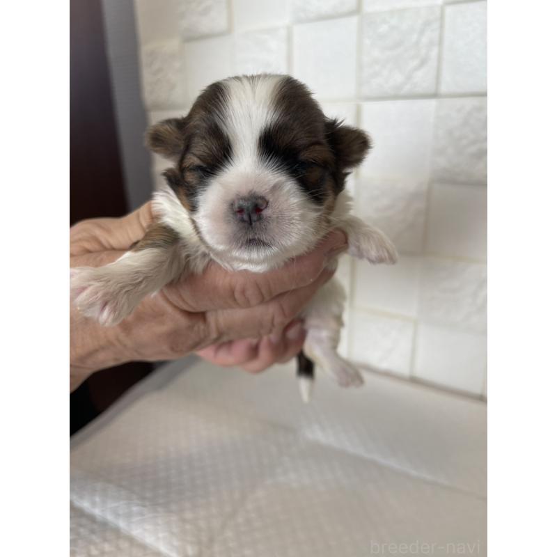 販売中の群馬県のマルシーズー:マルチーズ×シーズー-438447の6枚目