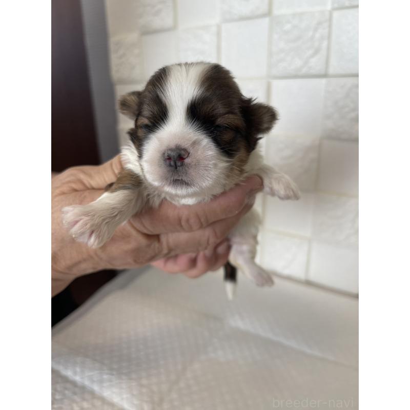 販売中の群馬県のマルシーズー:マルチーズ×シーズー-438447の5枚目