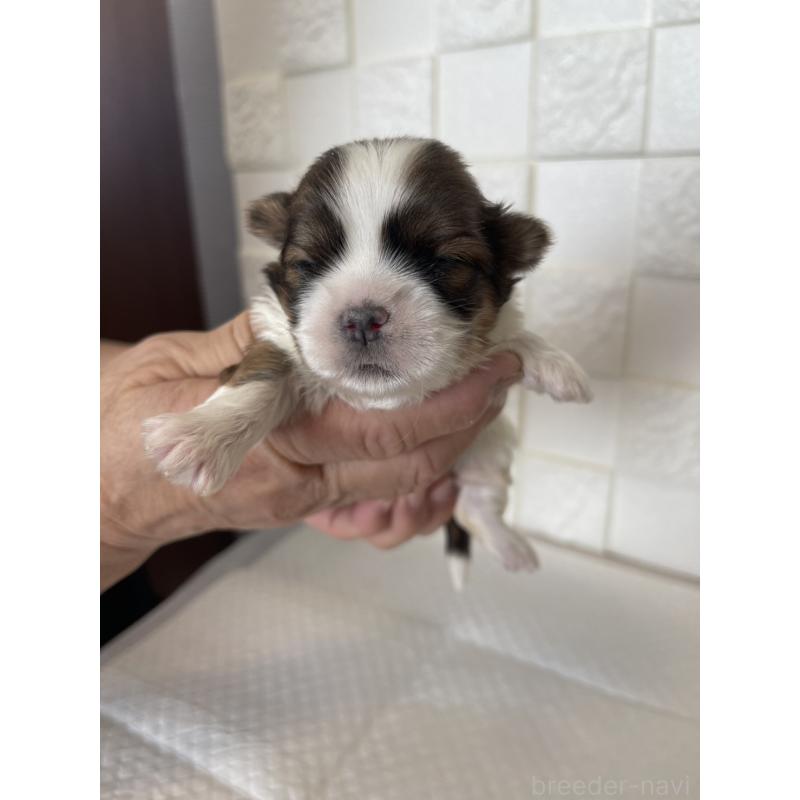 販売中の群馬県のマルシーズー:マルチーズ×シーズー-438447の3枚目