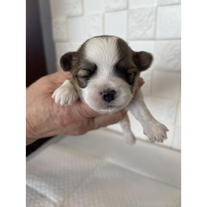 販売中の群馬県のマルシーズー:マルチーズ×シーズー-438450