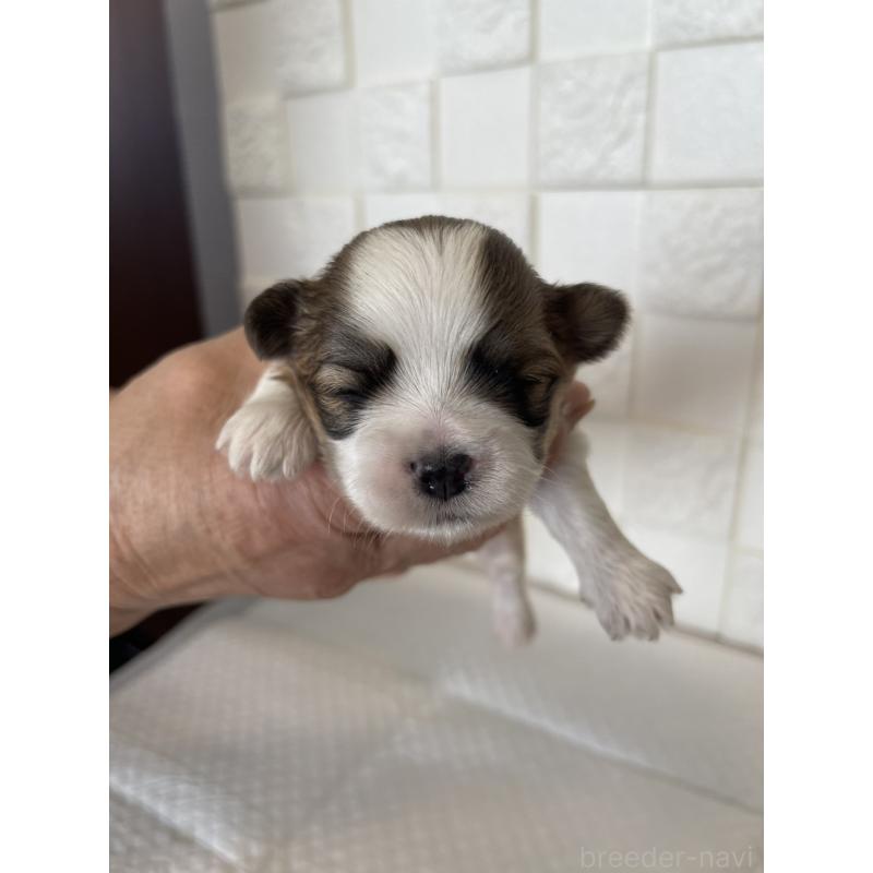 販売中の群馬県のマルシーズー:マルチーズ×シーズー-438450の11枚目