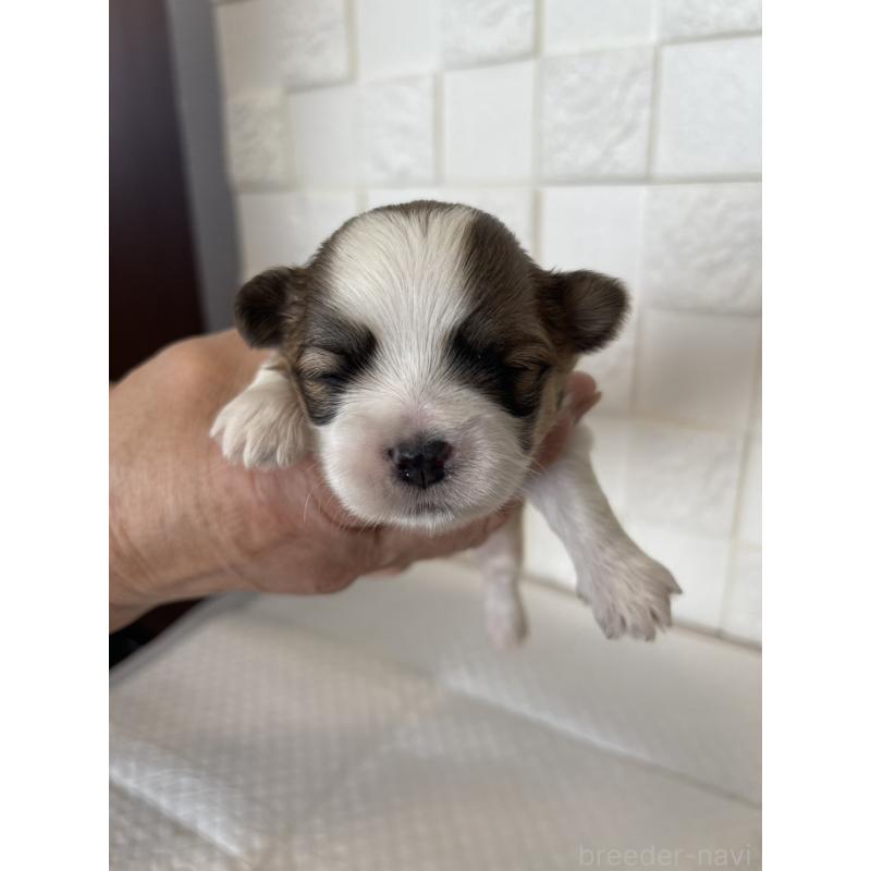 販売中の群馬県のマルシーズー:マルチーズ×シーズー-438450の10枚目