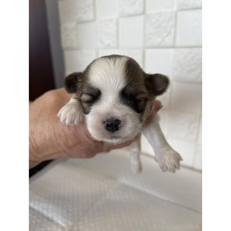 販売中の群馬県のマルシーズー:マルチーズ×シーズー-438450の9枚目