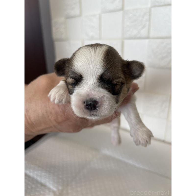 販売中の群馬県のマルシーズー:マルチーズ×シーズー-438450の7枚目