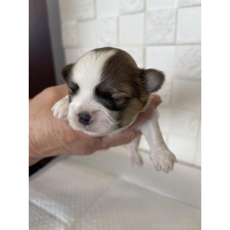 販売中の群馬県のマルシーズー:マルチーズ×シーズー-438450の5枚目