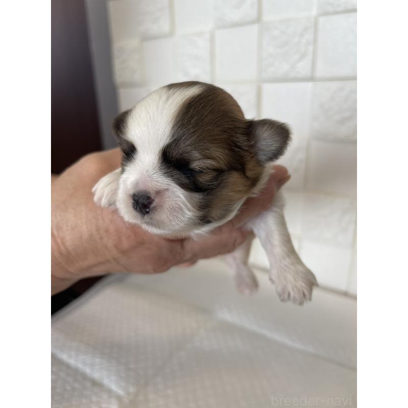 販売中の群馬県のマルシーズー:マルチーズ×シーズー-438450の4枚目