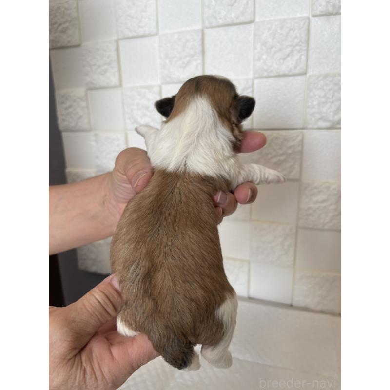 販売中の群馬県のマルシーズー:マルチーズ×シーズー-438450の2枚目