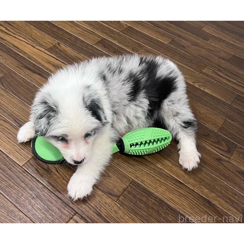 成約済の東京都のボーダーコリー-434096の8枚目