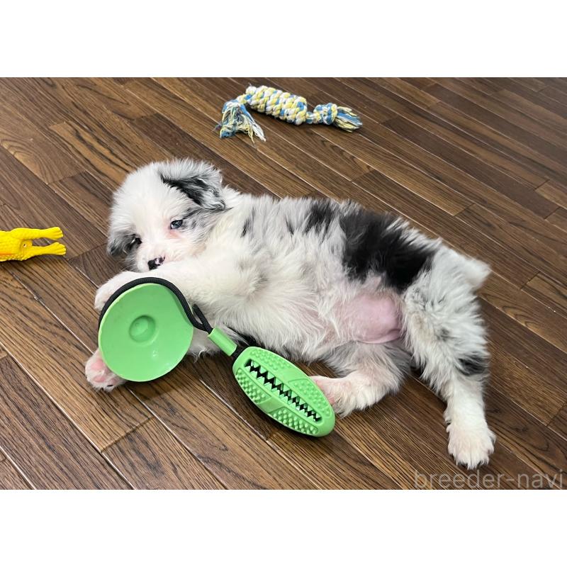 成約済の東京都のボーダーコリー-434096の7枚目