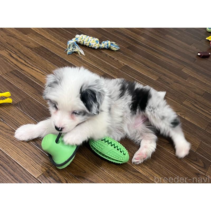 成約済の東京都のボーダーコリー-434096の5枚目