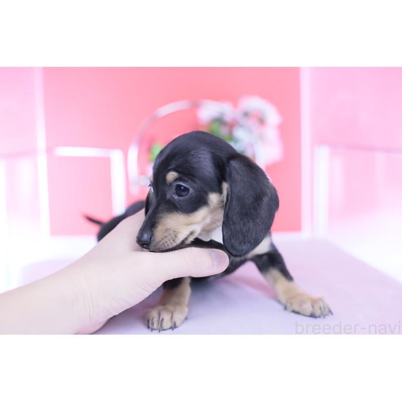 販売中の愛知県のカニンヘンダックスフンド(スムースヘアード)-432069の15枚目