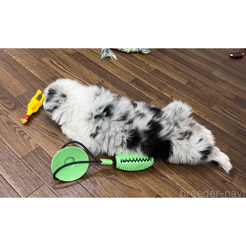 成約済の東京都のボーダーコリー-434096の4枚目