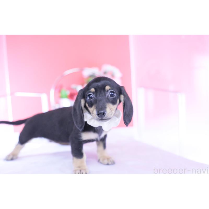 販売中の愛知県のカニンヘンダックスフンド(スムースヘアード)-432069の14枚目