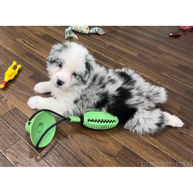 販売中の東京都のボーダーコリー-434096