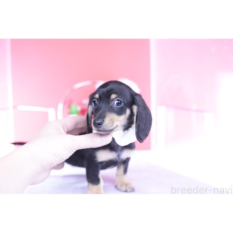 販売中の愛知県のカニンヘンダックスフンド(スムースヘアード)-432069の13枚目