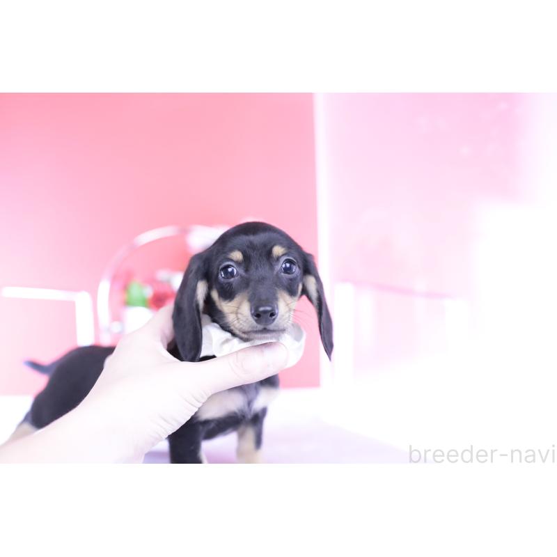 販売中の愛知県のカニンヘンダックスフンド(スムースヘアード)-432069の11枚目