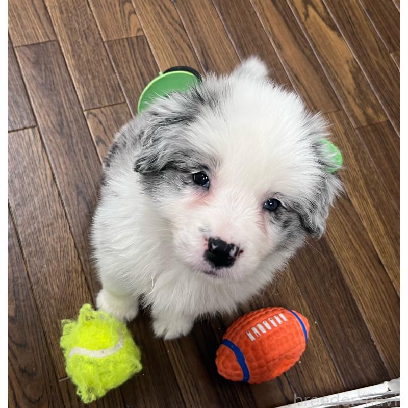 成約済の東京都のボーダーコリー-434096の3枚目