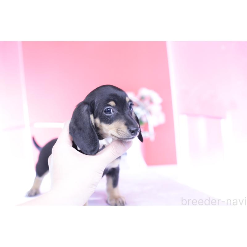 販売中の愛知県のカニンヘンダックスフンド(スムースヘアード)-432069の10枚目