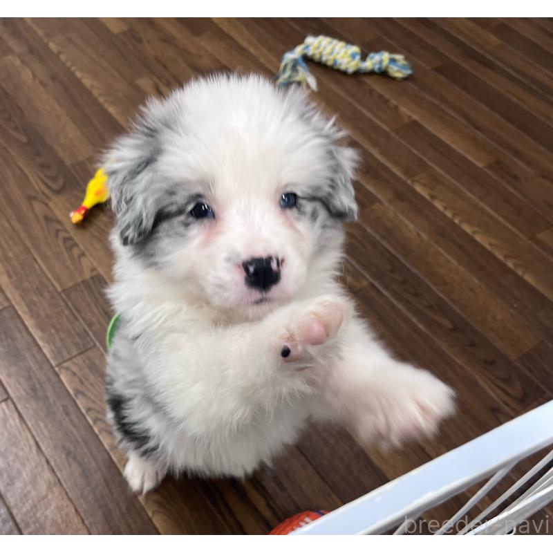 成約済の東京都のボーダーコリー-434096の2枚目